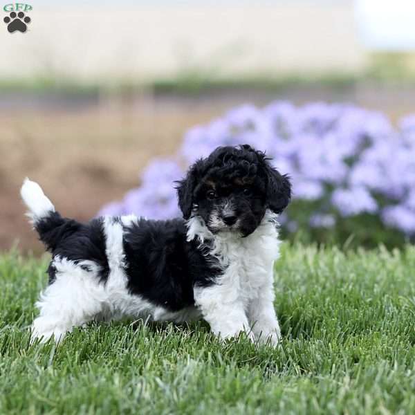 Oreo, Cavapoo Puppy