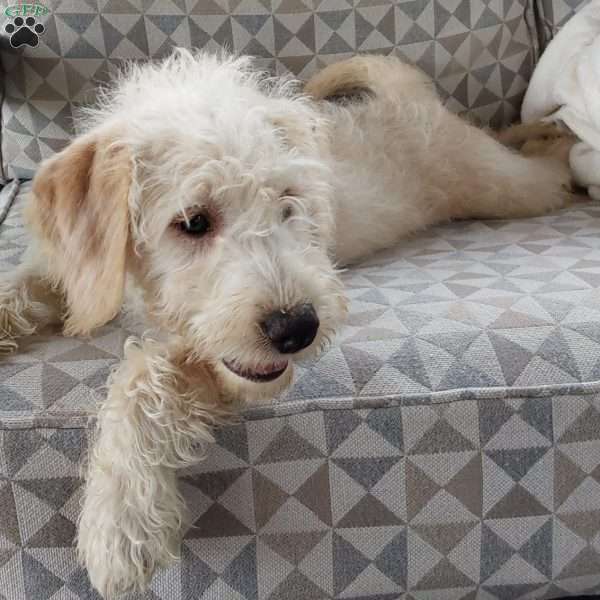 Captain, Mini Labradoodle Puppy