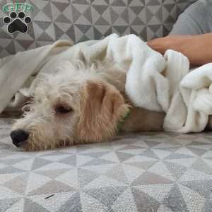 Captain, Mini Labradoodle Puppy