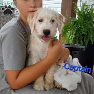 Captain, Mini Labradoodle Puppy