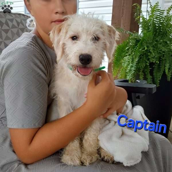 Captain, Mini Labradoodle Puppy