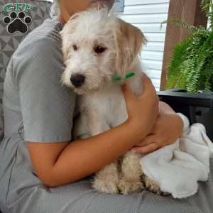 Captain, Mini Labradoodle Puppy