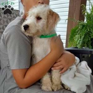 Captain, Mini Labradoodle Puppy