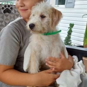 Captain, Mini Labradoodle Puppy