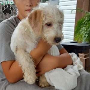 Captain, Mini Labradoodle Puppy
