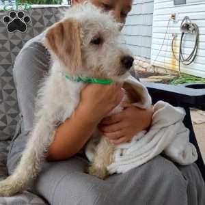 Captain, Mini Labradoodle Puppy