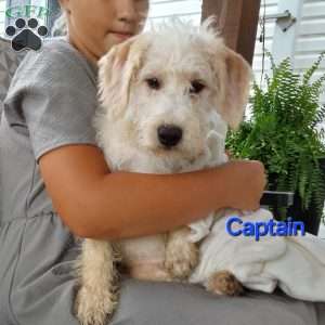 Captain, Mini Labradoodle Puppy