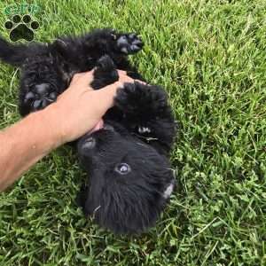 Mark, Newfoundland Puppy