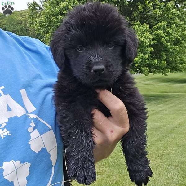 Mark, Newfoundland Puppy