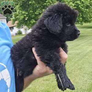 Mark, Newfoundland Puppy