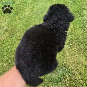 Mark, Newfoundland Puppy