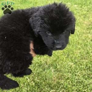 Mark, Newfoundland Puppy