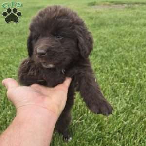 Duke, Newfoundland Puppy