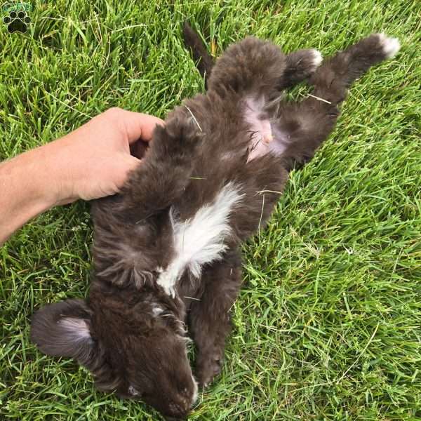 Duke, Newfoundland Puppy