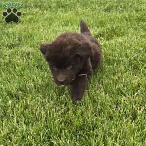 Duke, Newfoundland Puppy