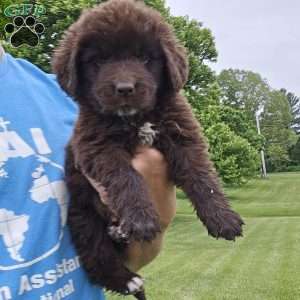Duke, Newfoundland Puppy