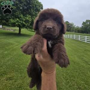 Samson, Newfoundland Puppy