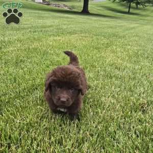 Samson, Newfoundland Puppy