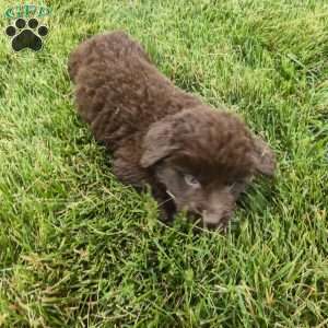 Samson, Newfoundland Puppy