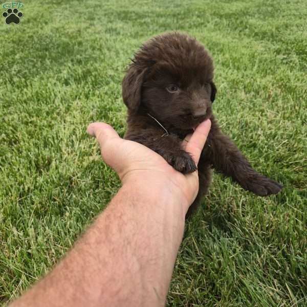 Samson, Newfoundland Puppy
