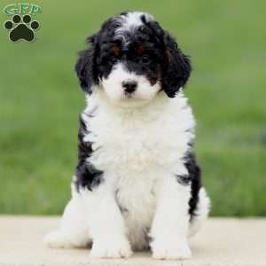 Edgar, Bernedoodle Puppy