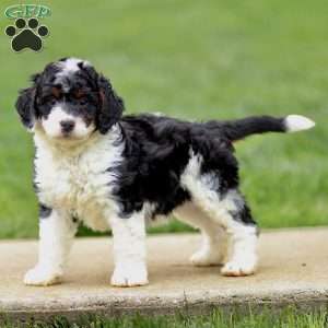 Edgar, Bernedoodle Puppy
