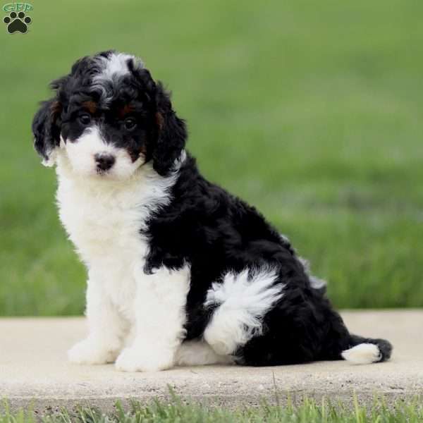 Edgar, Bernedoodle Puppy