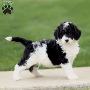 Edgar, Bernedoodle Puppy