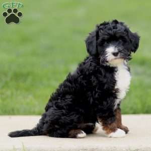 Estella, Bernedoodle Puppy