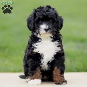 Estella, Bernedoodle Puppy