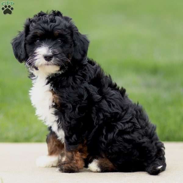 Estella, Bernedoodle Puppy