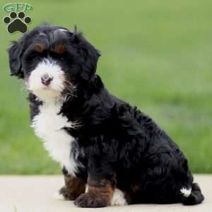 Ezra, Bernedoodle Puppy
