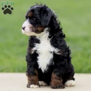 Ezra, Bernedoodle Puppy