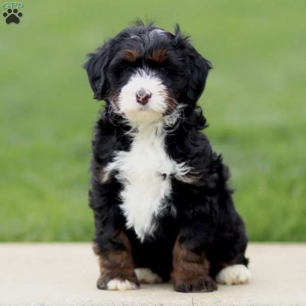 Ezra, Bernedoodle Puppy