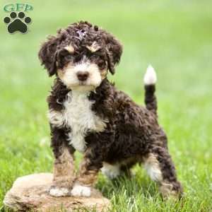 Helen, Mini Sheepadoodle Puppy