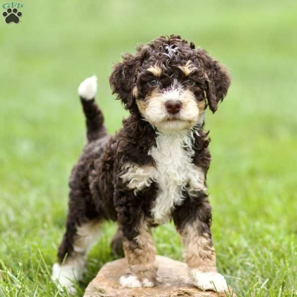 Helen, Mini Sheepadoodle Puppy