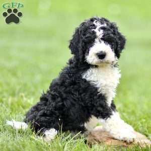 Harold, Mini Sheepadoodle Puppy