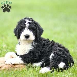 Harold, Mini Sheepadoodle Puppy