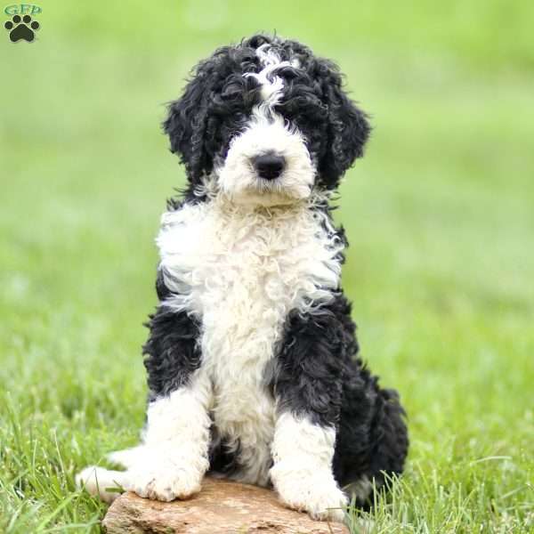 Harold, Mini Sheepadoodle Puppy