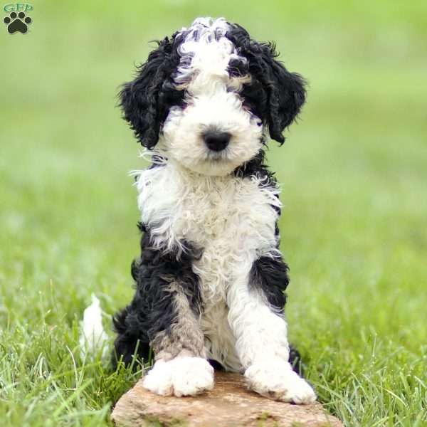 Hank, Mini Sheepadoodle Puppy