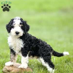 Hank, Mini Sheepadoodle Puppy