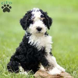 Hank, Mini Sheepadoodle Puppy