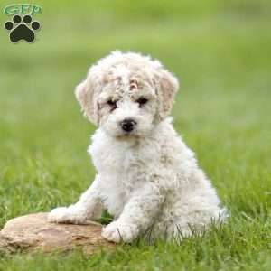 Harvey, Mini Sheepadoodle Puppy