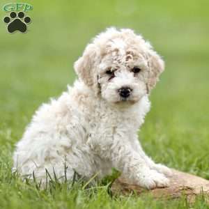 Harvey, Mini Sheepadoodle Puppy