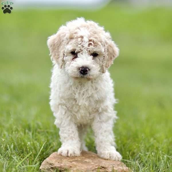 Harvey, Mini Sheepadoodle Puppy