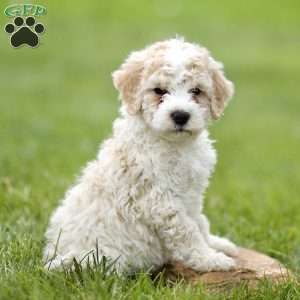 Hudson, Mini Sheepadoodle Puppy