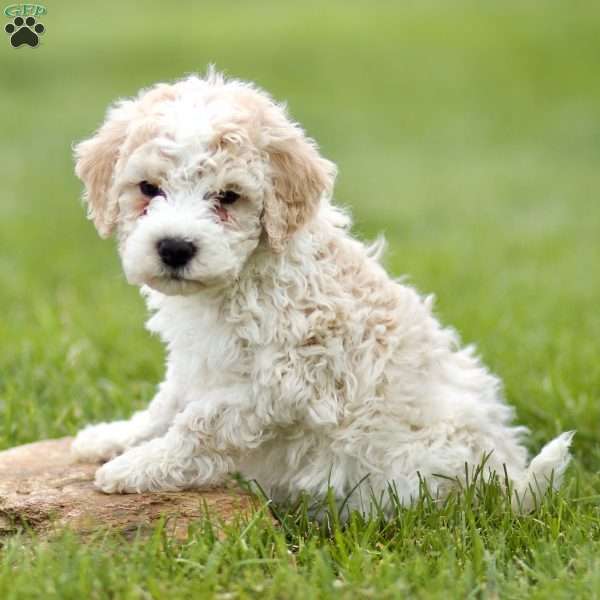 Hudson, Mini Sheepadoodle Puppy