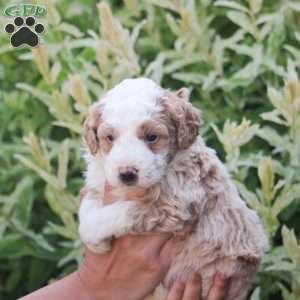 Rex, Mini Bernedoodle Puppy