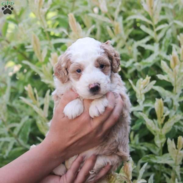 Rex, Mini Bernedoodle Puppy