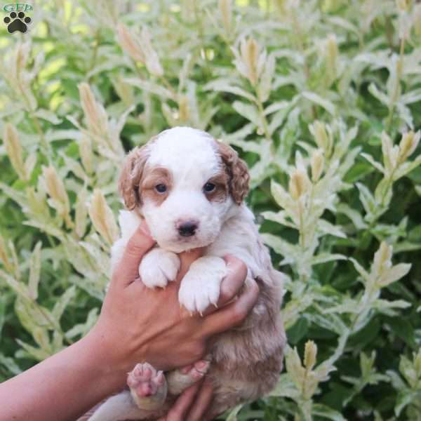 Max, Mini Bernedoodle Puppy